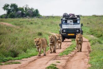 private safari tours Kenya