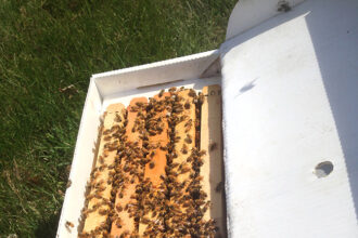 beehive requeening