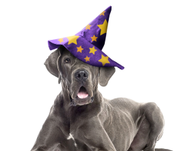 Doberman Pinscher puppies for sale