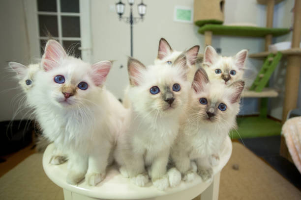 San Diego kitten breeder, CFA Persian kittens